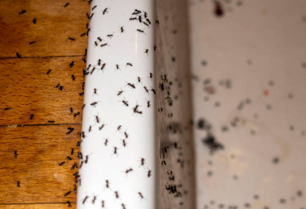 Best Residential Pest Control  in Marlboro, NY